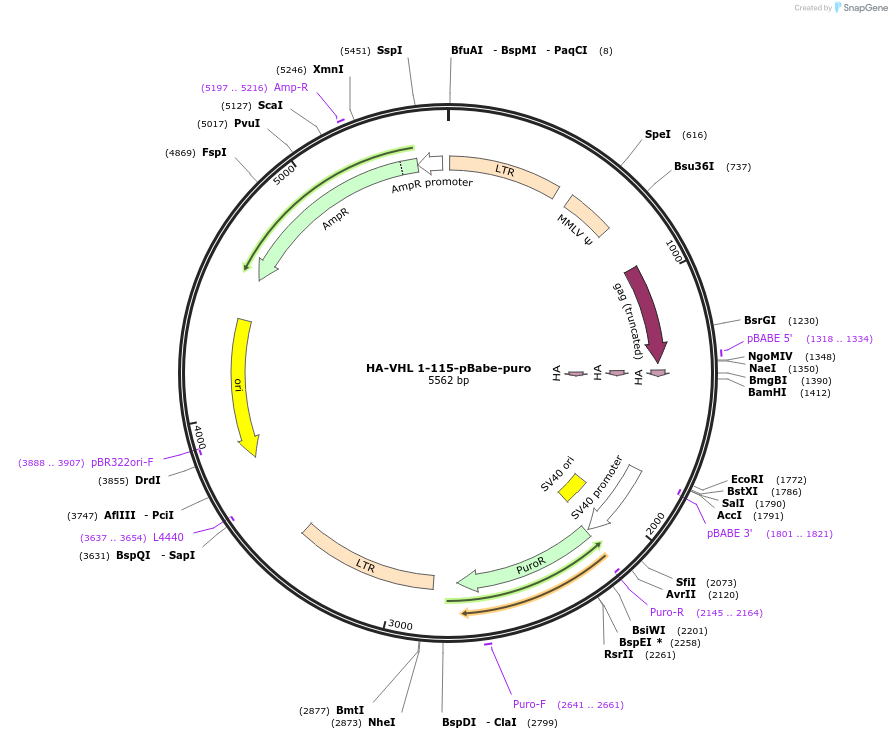 19243-plasmid-map-sequence-id-8961