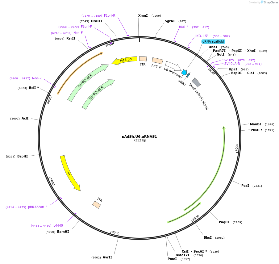 58252-plasmid-map-sequence-id-89642