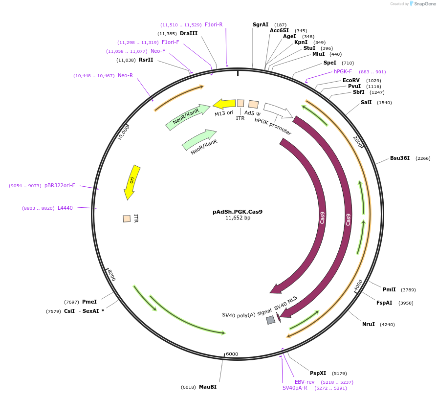 58253-plasmid-map-sequence-id-89645
