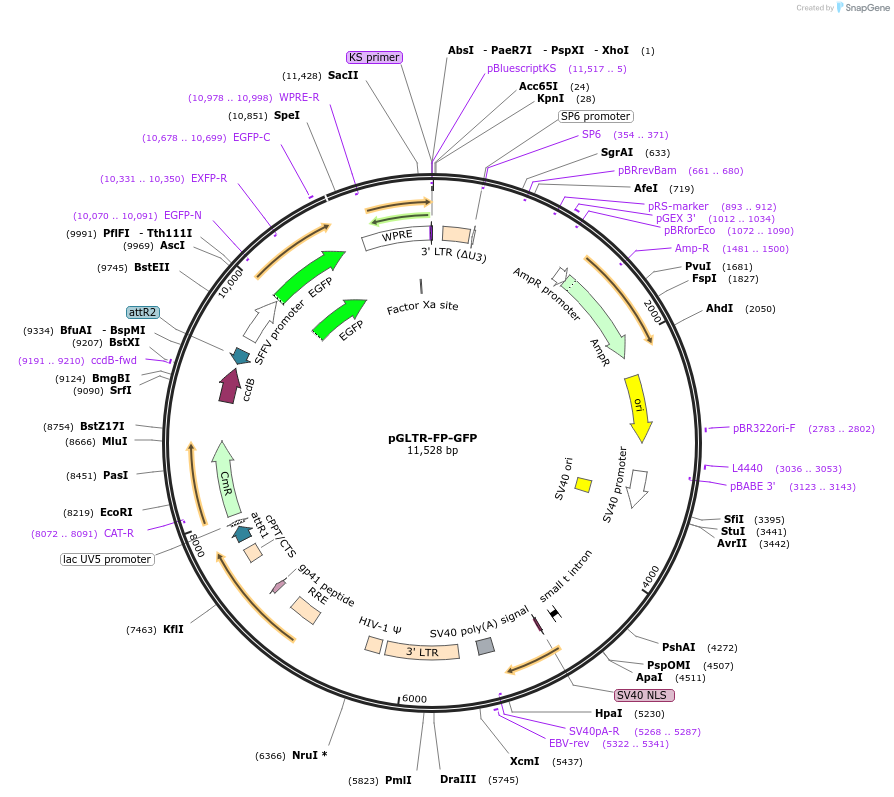58242-plasmid-map-sequence-id-89646