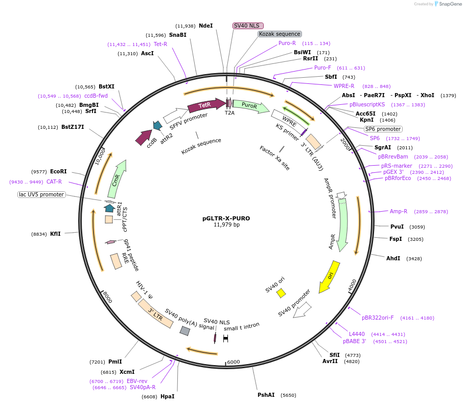 58246-plasmid-map-sequence-id-89671