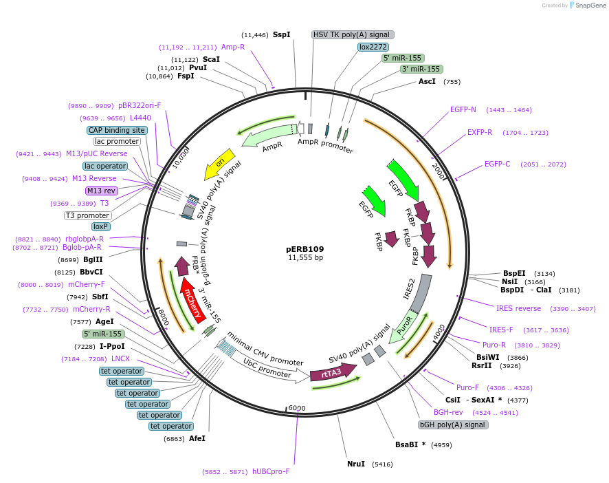 58280-plasmid-map-sequence-id-89739