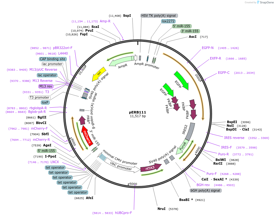 58281-plasmid-map-sequence-id-89741