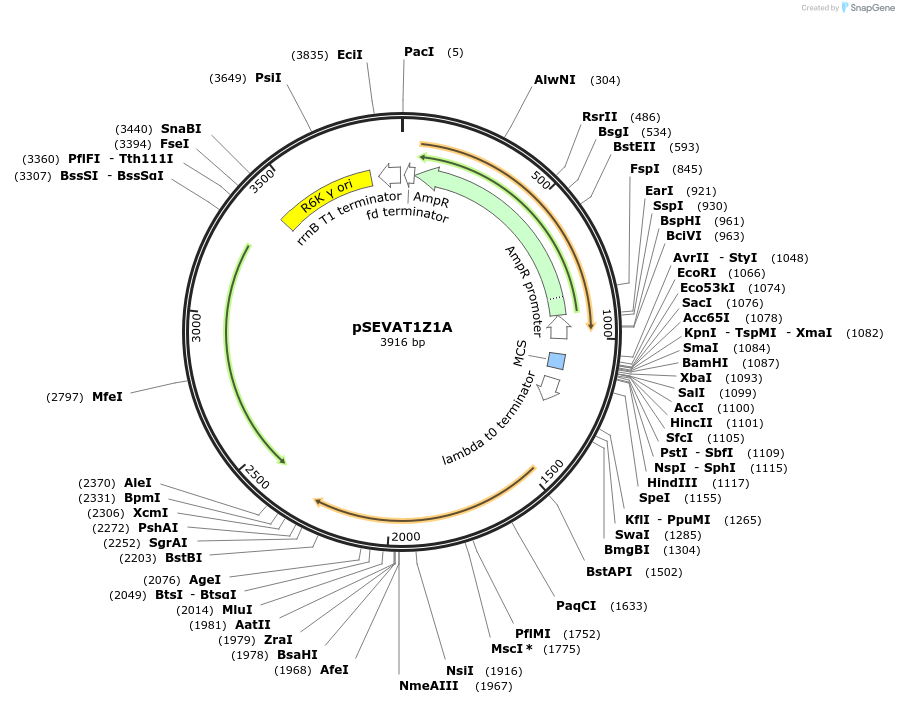 58296-plasmid-map-sequence-id-89806