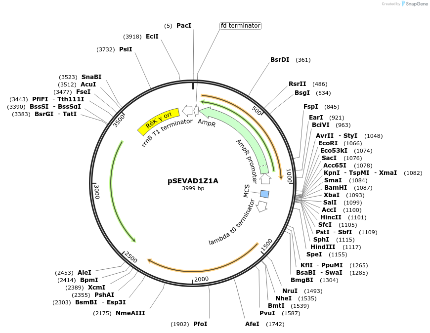 58297-plasmid-map-sequence-id-89808
