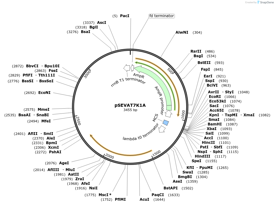 58302-plasmid-map-sequence-id-89814