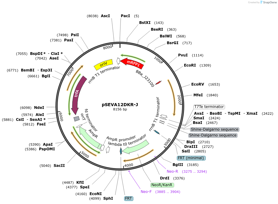 58306-plasmid-map-sequence-id-89818