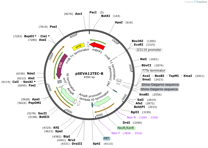 58307-plasmid-map-sequence-id-89819