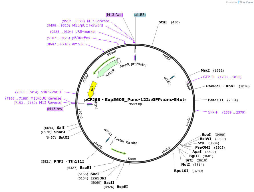 19325-plasmid-map-sequence-id-8982