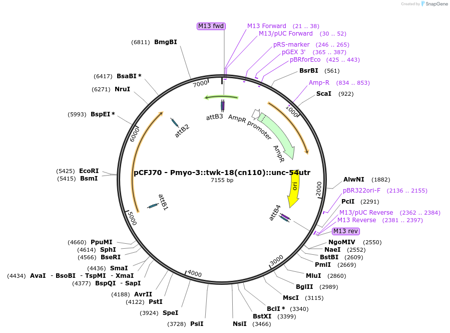 19326-plasmid-map-sequence-id-8983