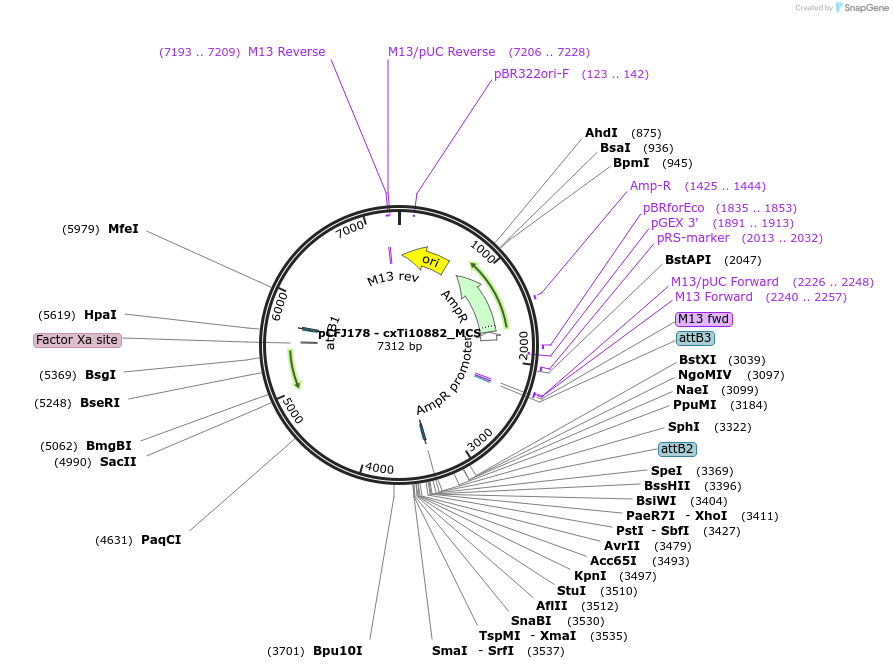 19331-plasmid-map-sequence-id-8988