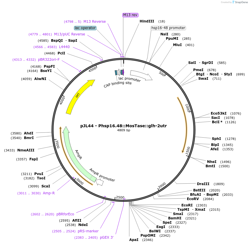 19333-plasmid-map-sequence-id-8990