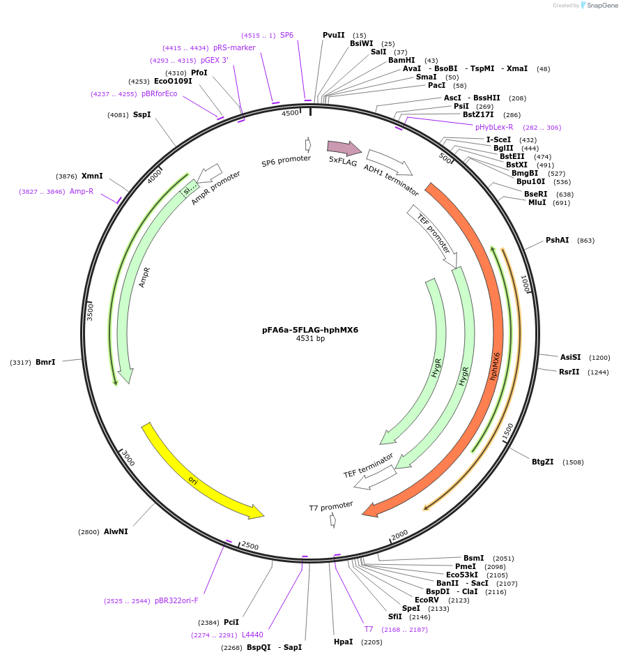 19342-plasmid-map-sequence-id-8997