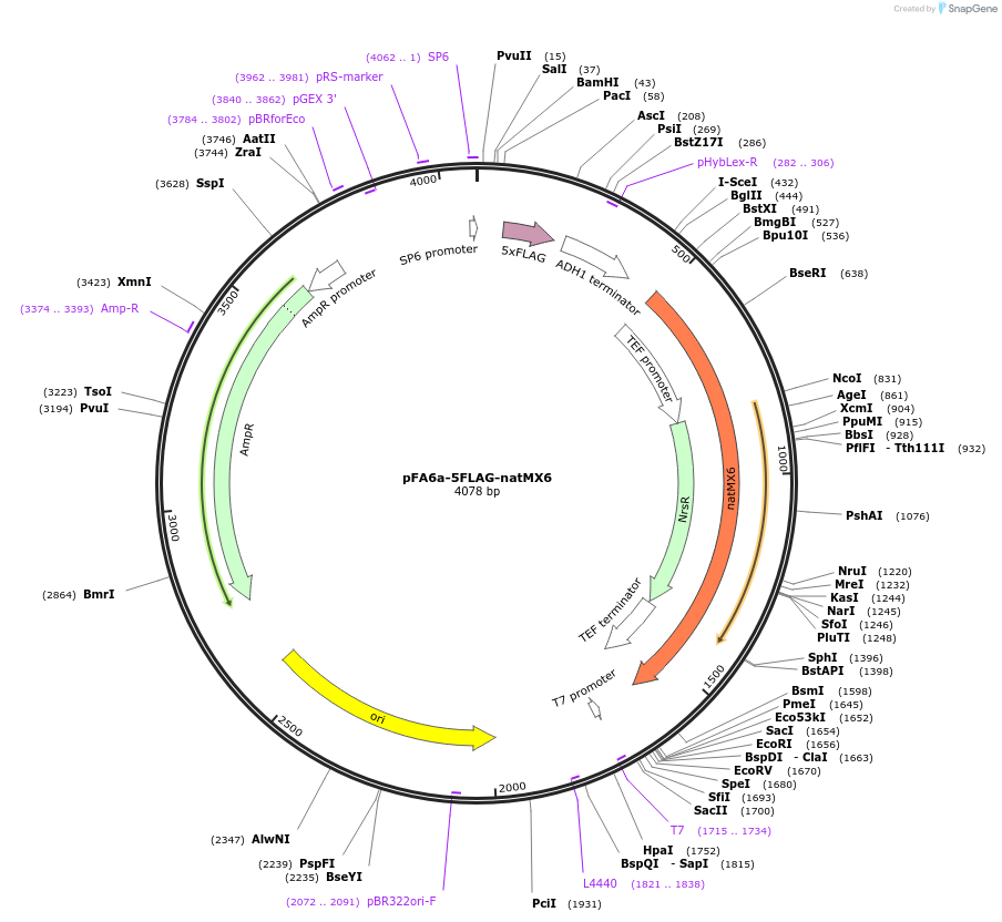 19343-plasmid-map-sequence-id-8998
