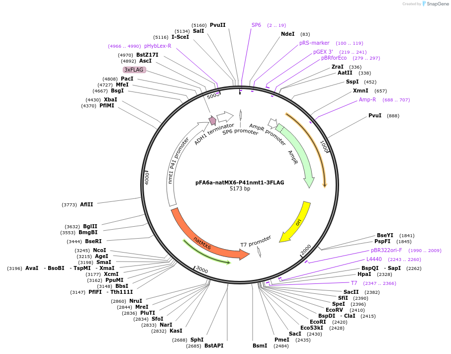 19346-plasmid-map-sequence-id-9001