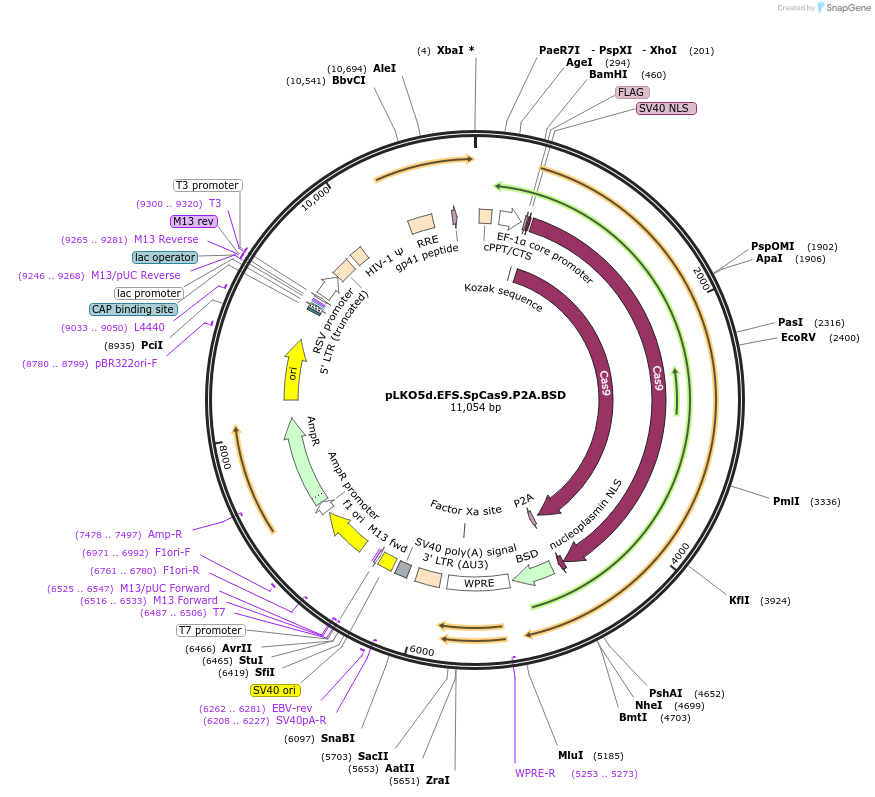 57821-plasmid-map-sequence-id-90023