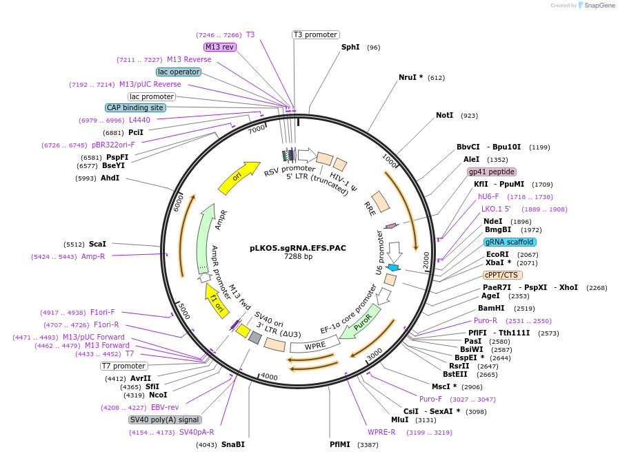 57825-plasmid-map-sequence-id-90031
