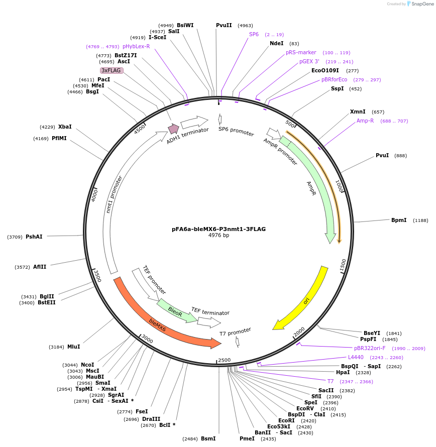 19351-plasmid-map-sequence-id-9006