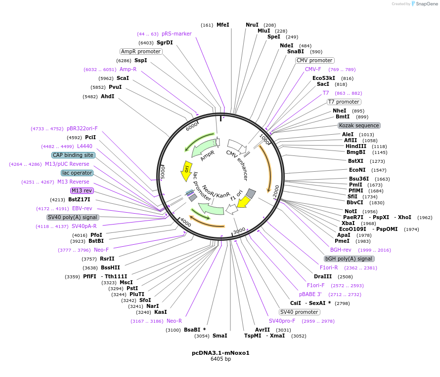 58338-plasmid-map-sequence-id-90087