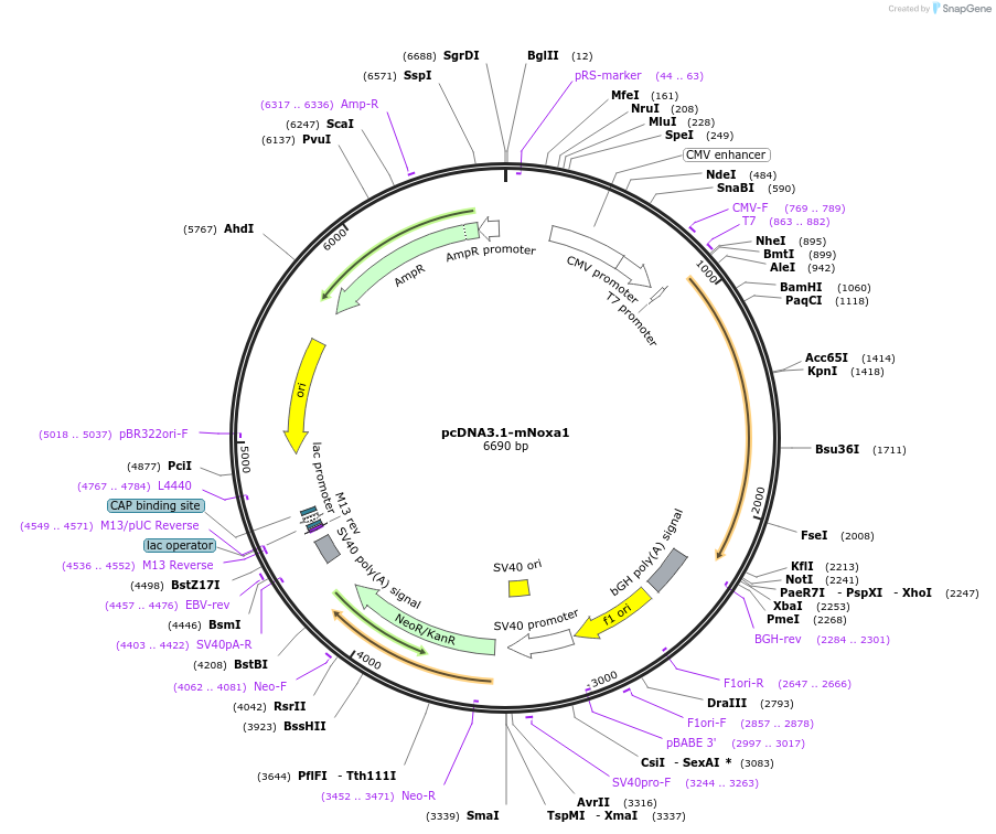 58339-plasmid-map-sequence-id-90089