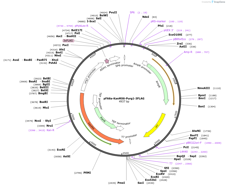 19354-plasmid-map-sequence-id-9009