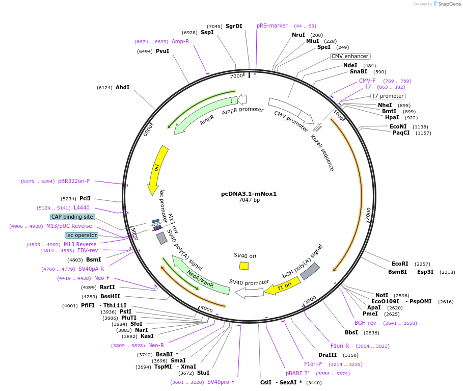 58340-plasmid-map-sequence-id-90092