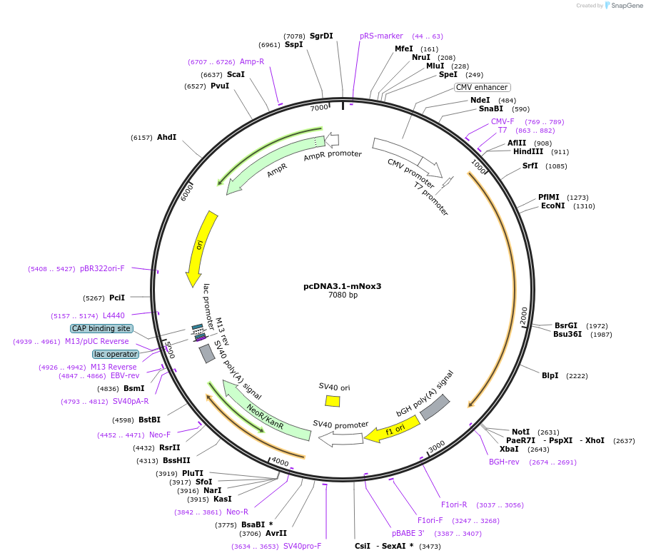 58337-plasmid-map-sequence-id-90095