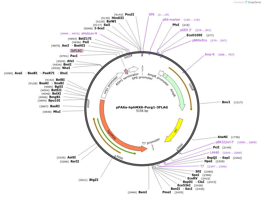 19356-plasmid-map-sequence-id-9011