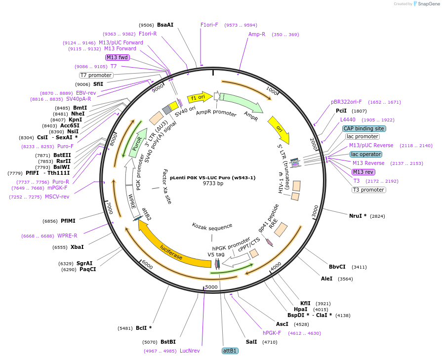 19360-plasmid-map-sequence-id-9015