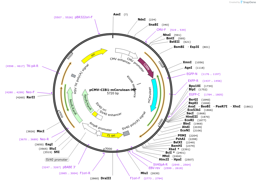 58366-plasmid-map-sequence-id-90201