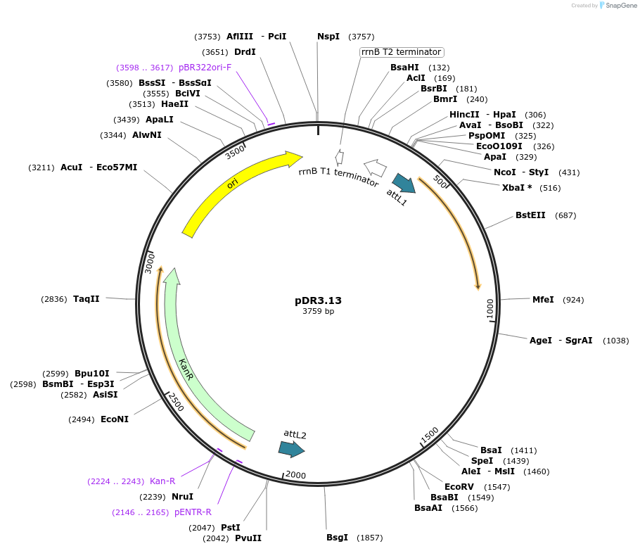 19366-plasmid-map-sequence-id-9021