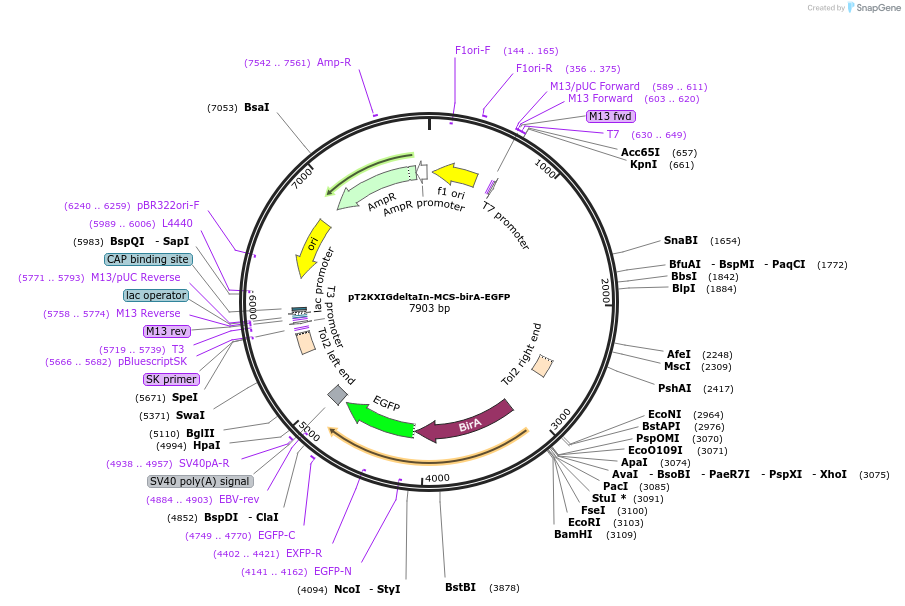 58377-plasmid-map-sequence-id-90221