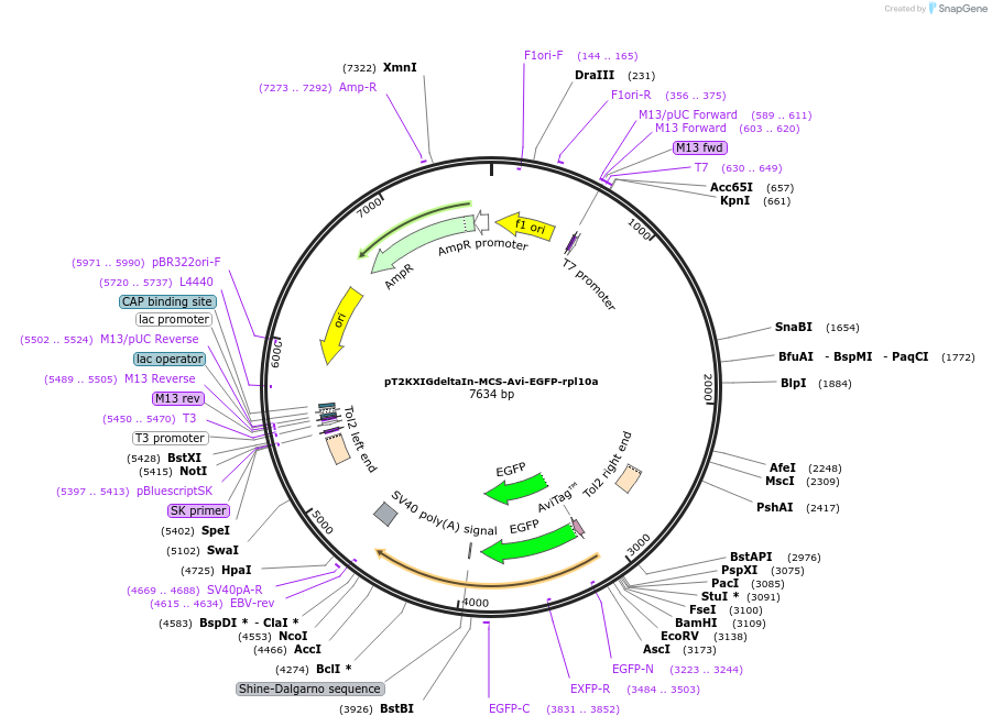 58380-plasmid-map-sequence-id-90224