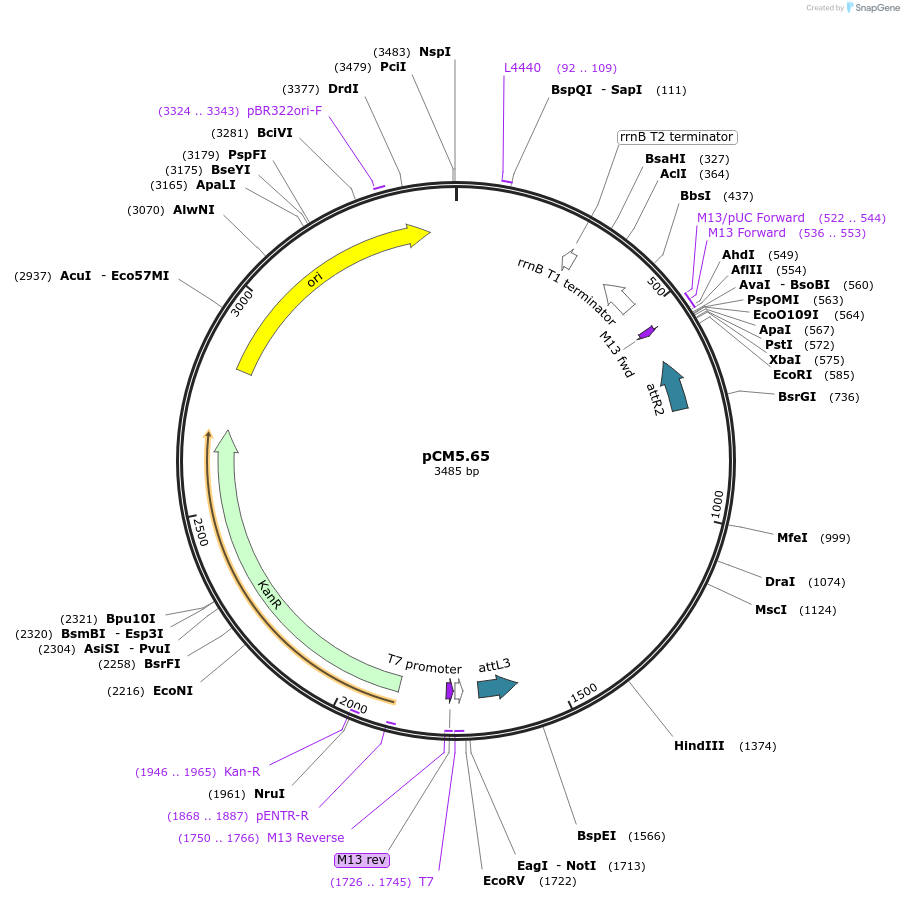 19371-plasmid-map-sequence-id-9026