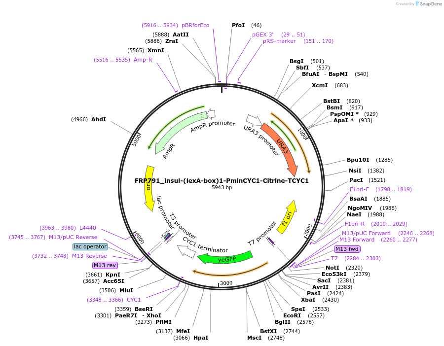 58432-plasmid-map-sequence-id-90260