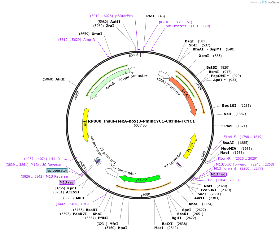 58436-plasmid-map-sequence-id-90264