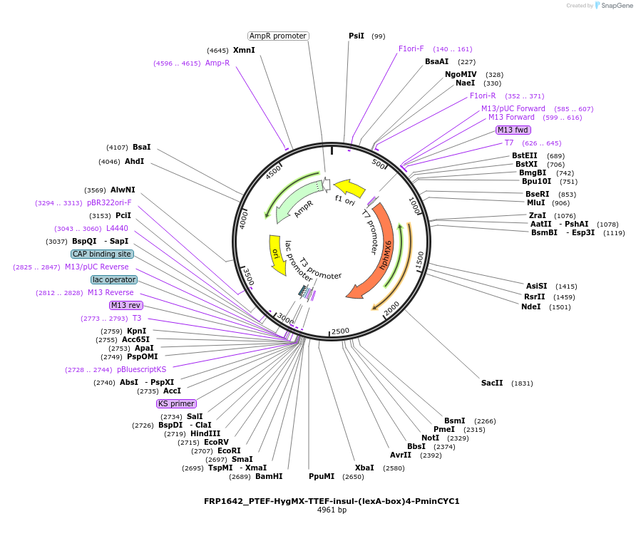 58442-plasmid-map-sequence-id-90270