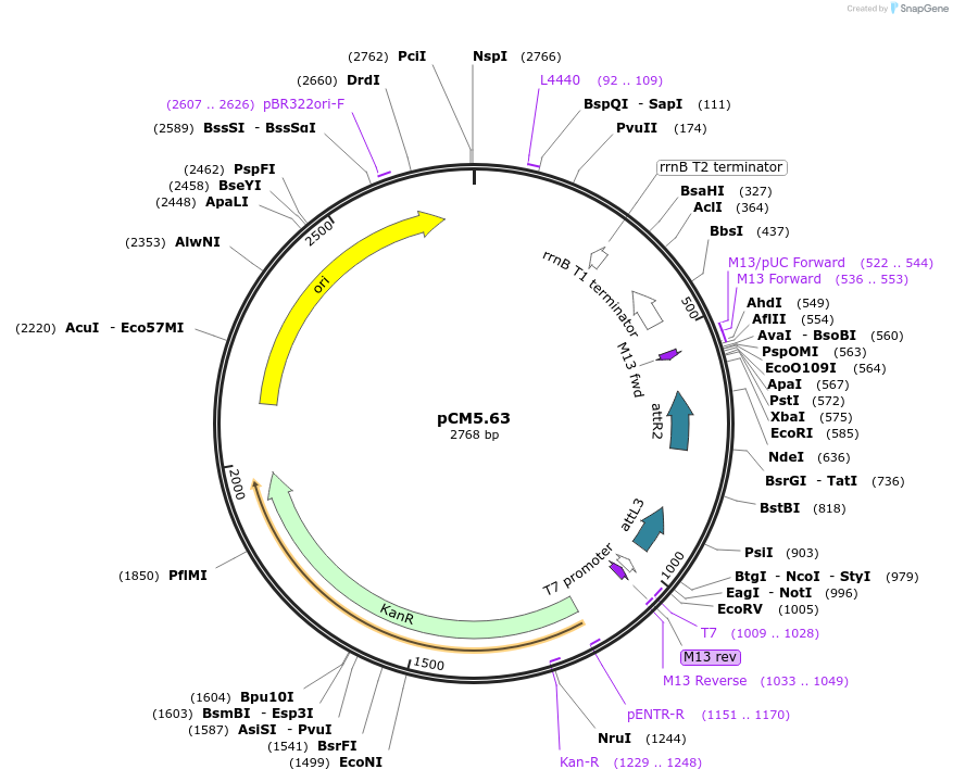 19373-plasmid-map-sequence-id-9028
