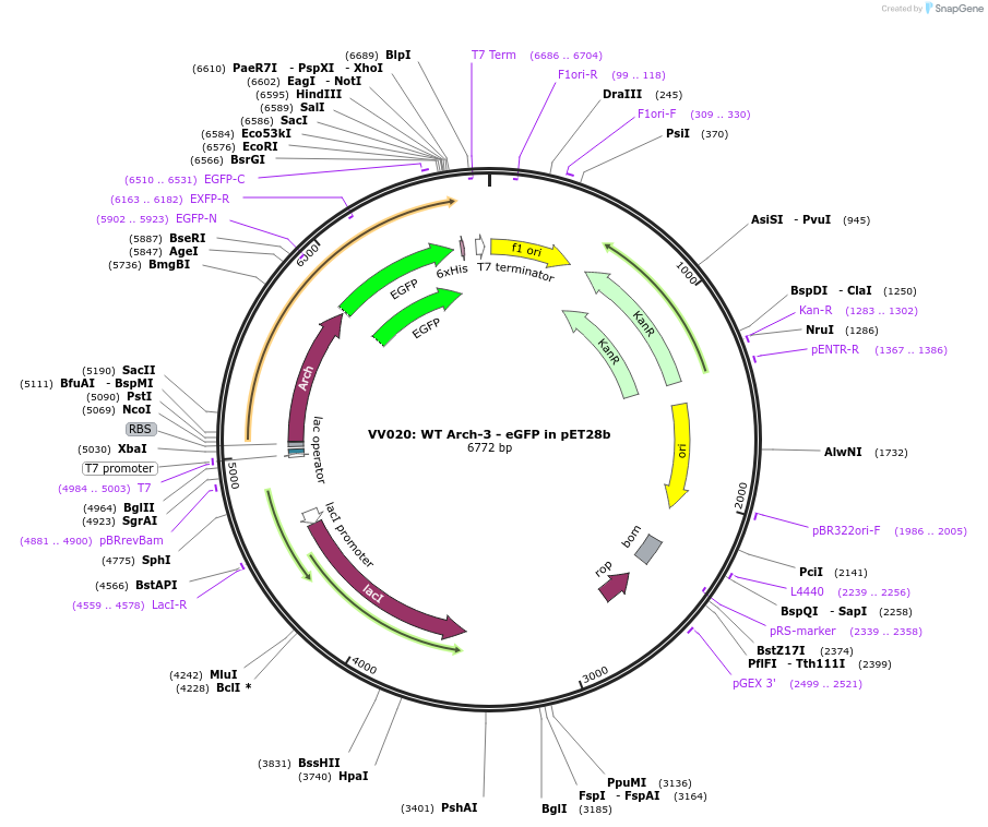 58488-plasmid-map-sequence-id-90346