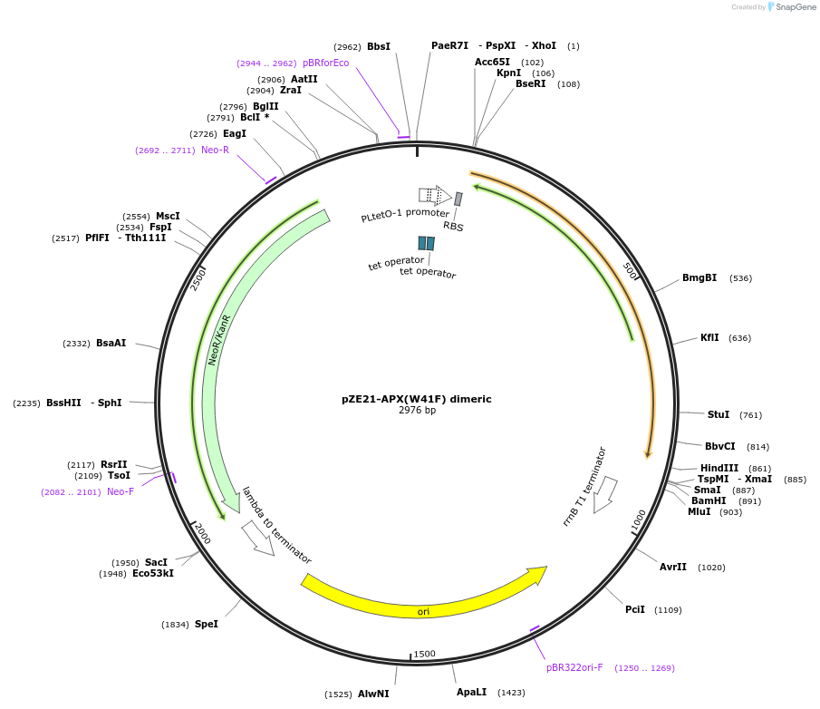 58199-plasmid-map-sequence-id-90372