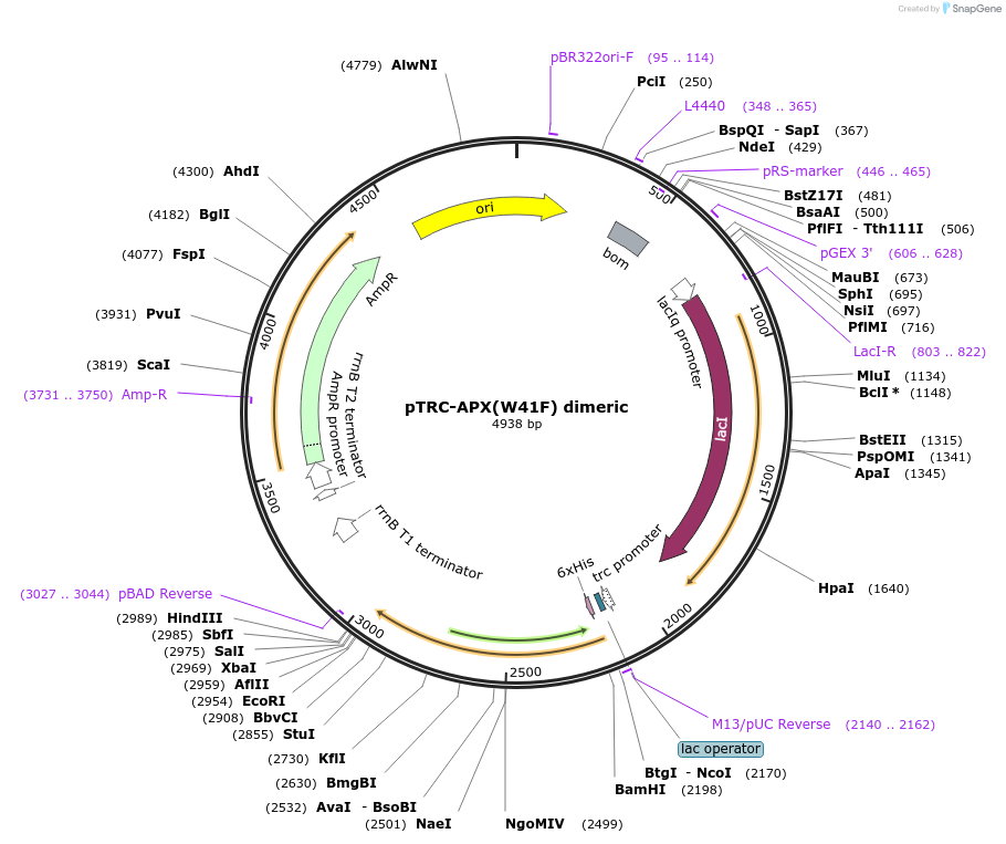 58499-plasmid-map-sequence-id-90375