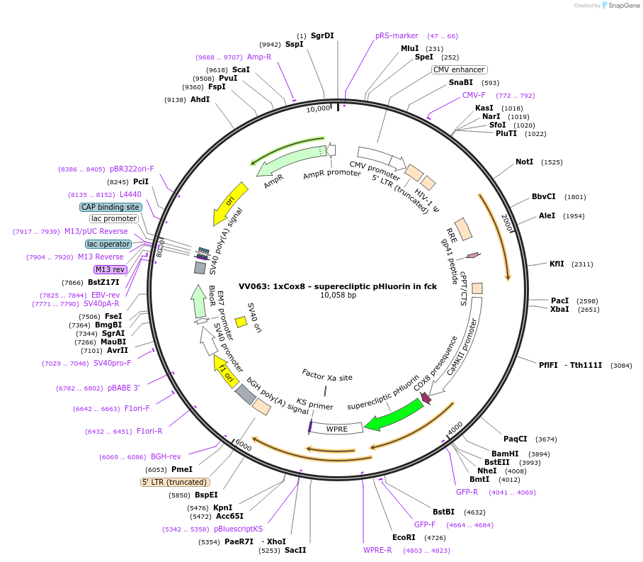 58500-plasmid-map-sequence-id-90394