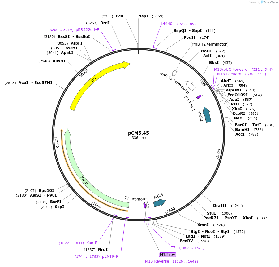 19387-plasmid-map-sequence-id-9040
