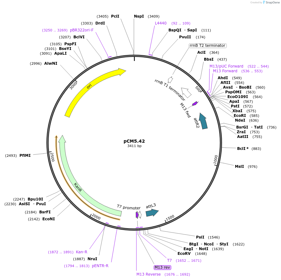 19390-plasmid-map-sequence-id-9042