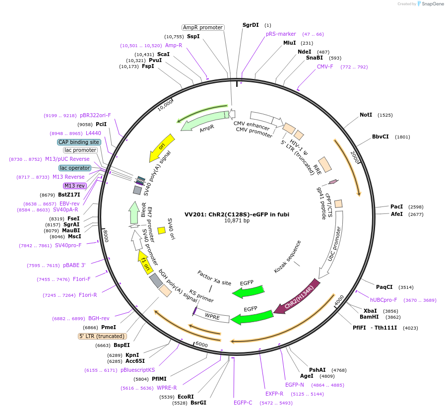 58510-plasmid-map-sequence-id-90425