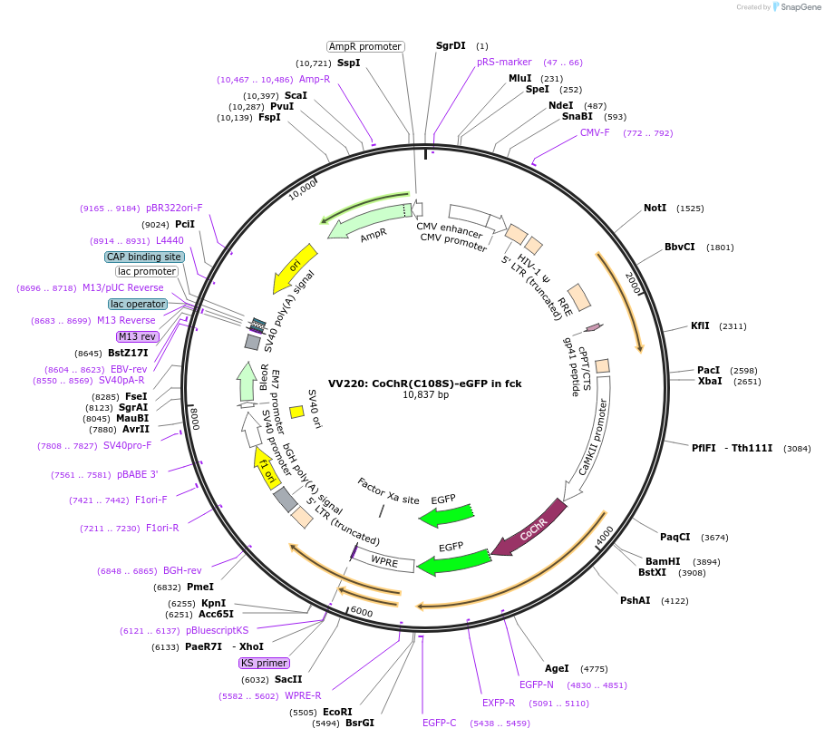 58512-plasmid-map-sequence-id-90428