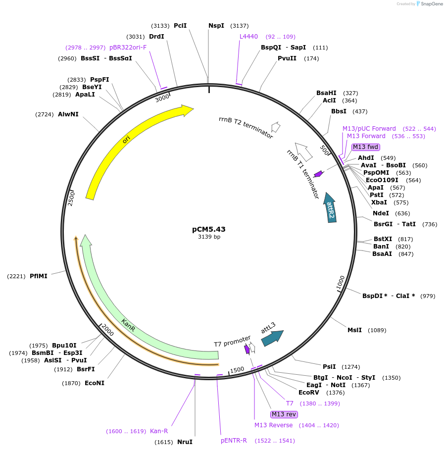 19391-plasmid-map-sequence-id-9043