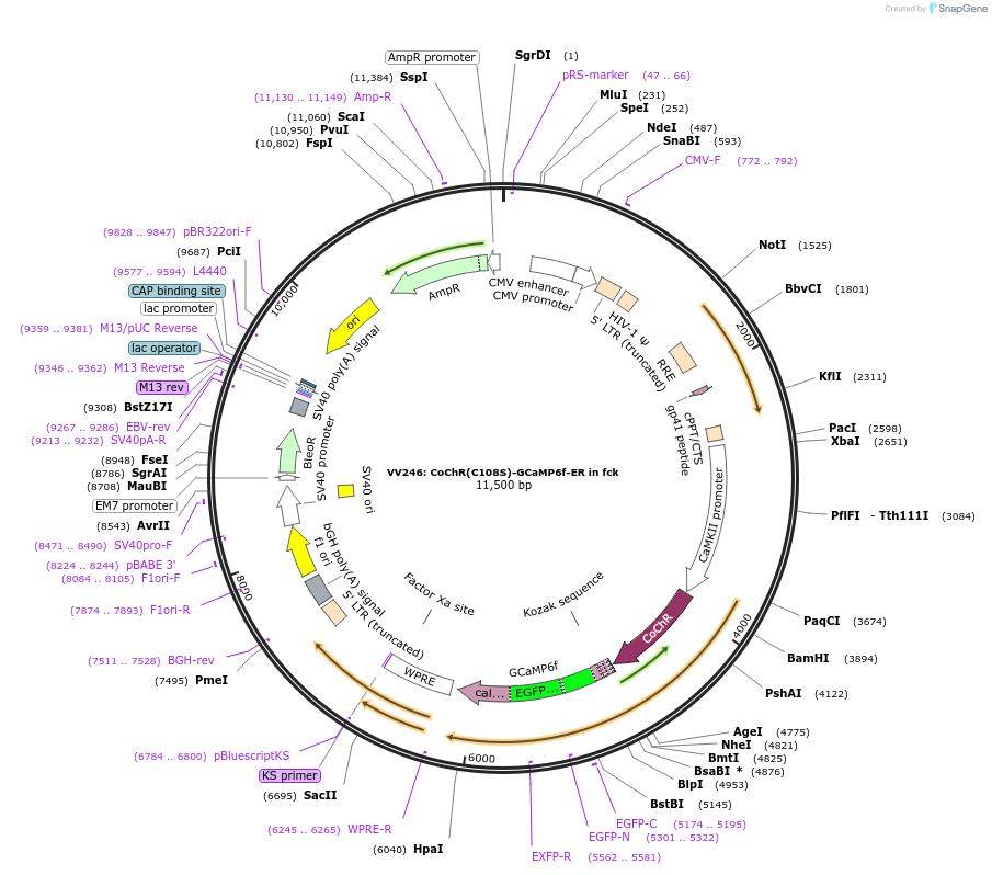 58521-plasmid-map-sequence-id-90462