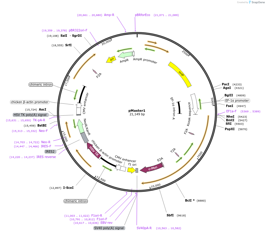 58525-plasmid-map-sequence-id-90463