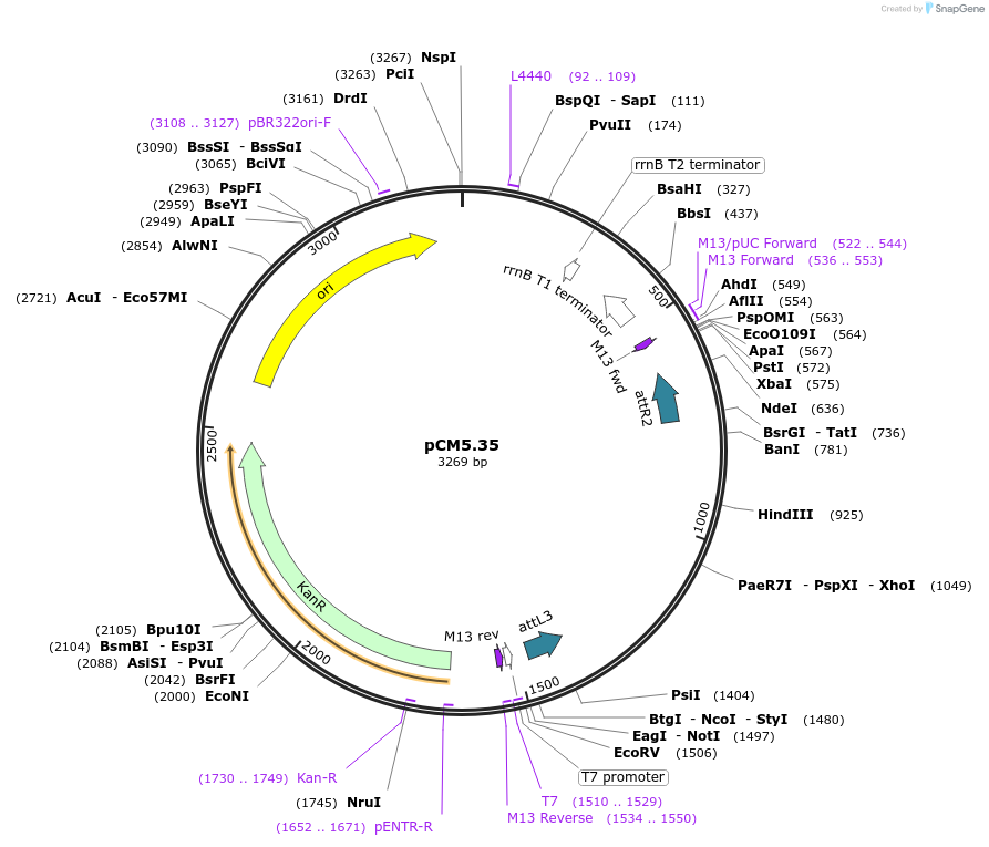19395-plasmid-map-sequence-id-9047